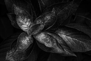 写真作品