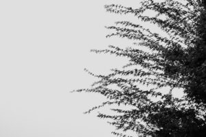 写真作品