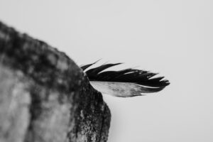 写真作品