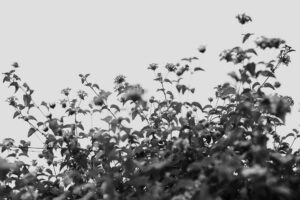 写真作品