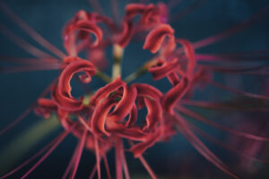 写真作品