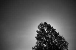 写真作品