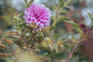 写真作品