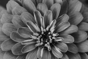 写真作品