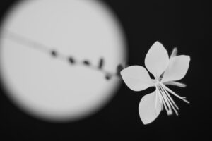 写真作品
