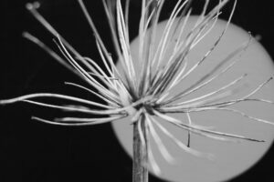写真作品