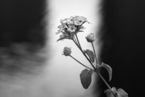 写真作品
