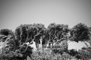写真作品