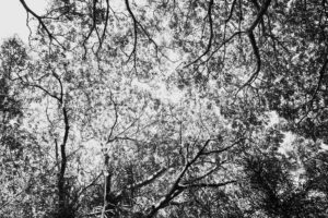 写真作品