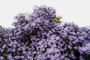 写真作品
