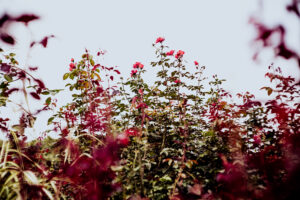 写真作品