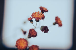 写真作品