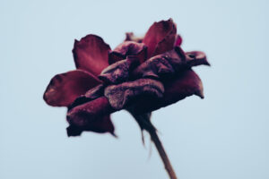 写真作品