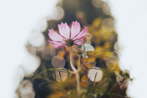 写真作品