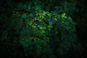 写真作品