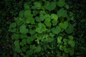 写真作品