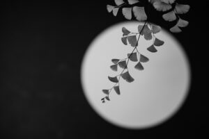 写真作品