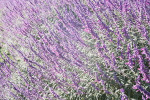 写真作品