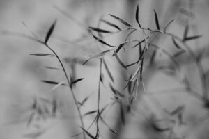 写真作品