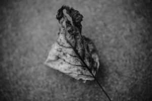 写真作品