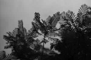 写真作品