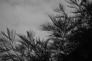 写真作品