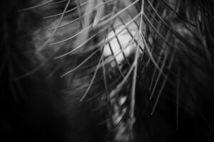 写真作品