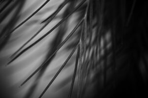 写真作品