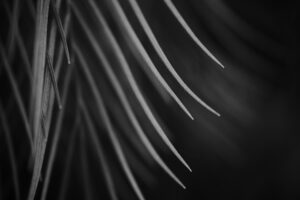 写真作品