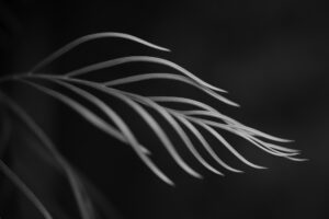 写真作品