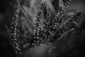 写真作品