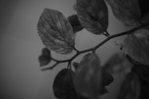 写真作品
