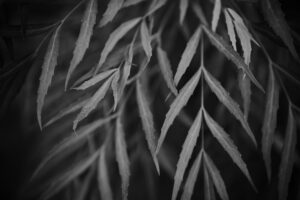 写真作品