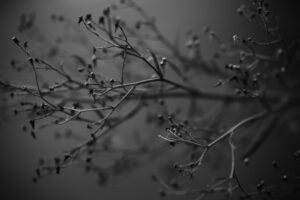 写真作品