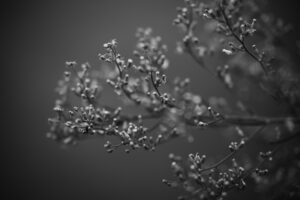 写真作品