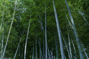 写真作品