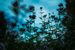 写真作品