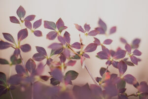 写真作品