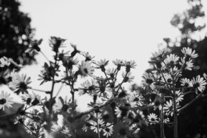 写真作品