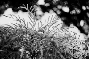 写真作品