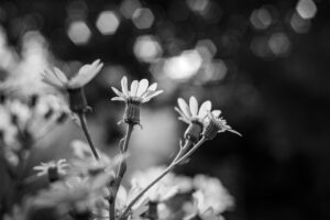 写真作品