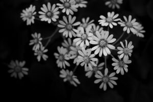 写真作品
