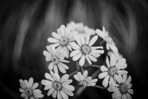 写真作品