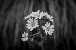写真作品
