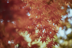 写真作品