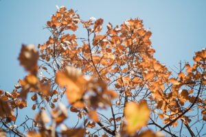写真作品