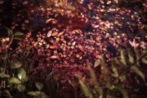 写真作品