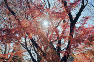 写真作品