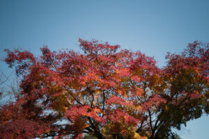 写真作品