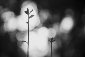 写真作品